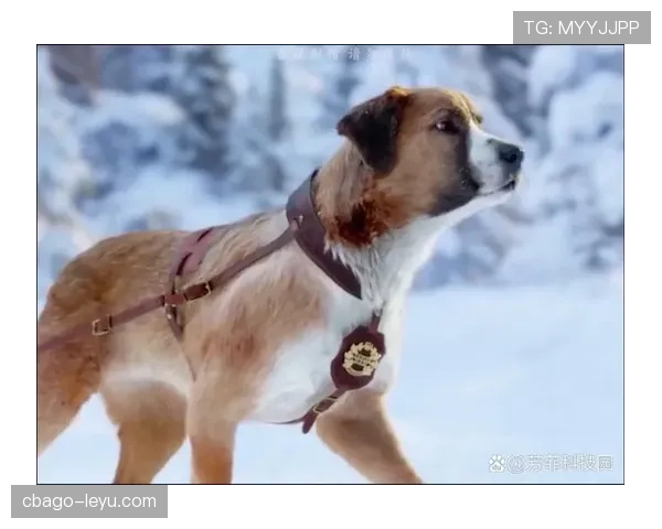 拉皮诺家的狗都比某些人年薪高